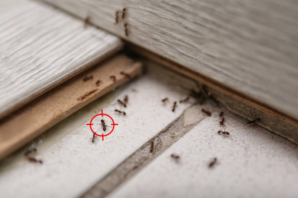 Best Pest Prevention Services  in Kingsley, IA