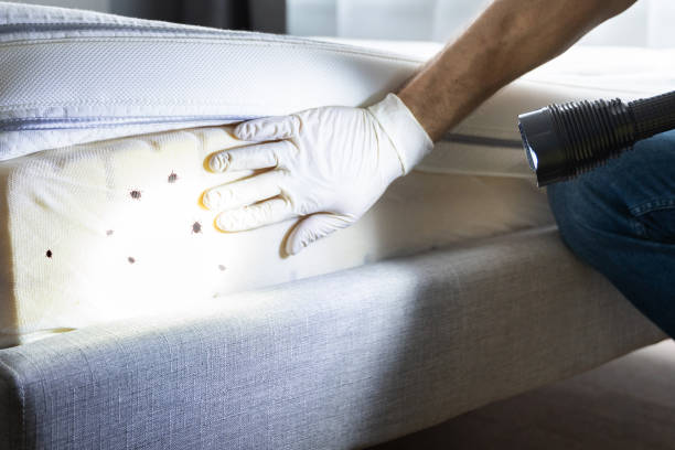 Best Ant Control Services  in Kingsley, IA