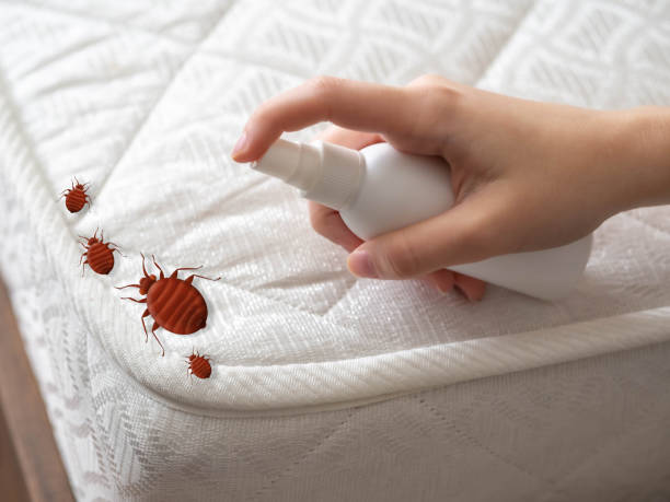 Professional Pest Control in Kingsley, IA